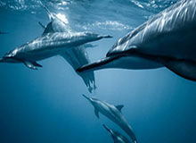 开云APP下载-首轮检测出现48例阳性！NBA防疫仍然面临巨大考验